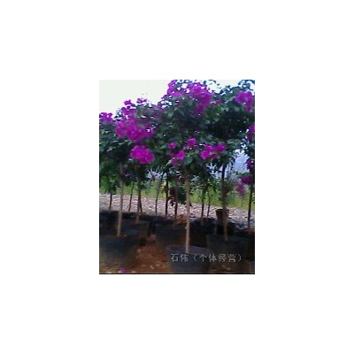 低价出售黄连翘余红叶石楠球，桂花树，缅桂树