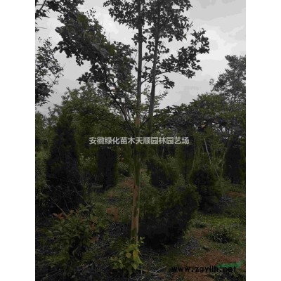 2米蜀侩，龙柏，红叶石楠球