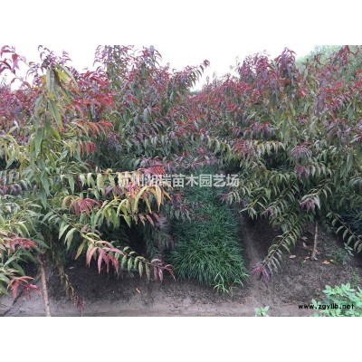 红叶石楠树批发价、低价供应、浙江杭州、萧山花木城