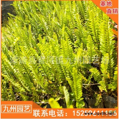 福建红叶石楠小苗便宜 漳州有红也是那小苗批发 今年红叶石楠小