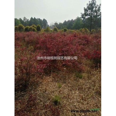 红叶石楠
