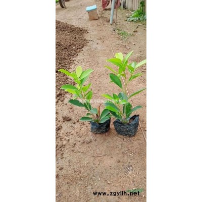 花叶假连翘 高度25以上 漳州基地直发