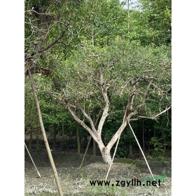 四川金叶假连翘价格，金叶连翘哪里种，黄花杆基地批发价