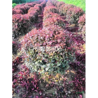 连翘  大颗连翘 丛生连翘