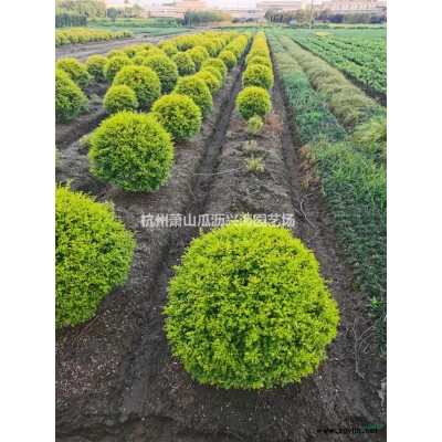 浙江红叶石楠小杯发货中 杭州色块大杯小杯苗供应