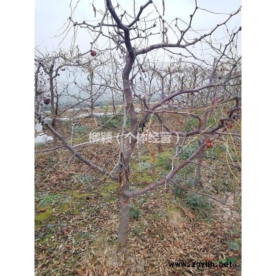 今年1年连翘苗价格 -山西 1年连翘苗价格批发价格