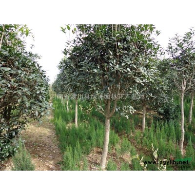 供应连翘、常春藤、海棠、南天竹、合欢等