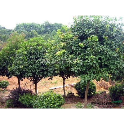 红叶石楠小苗，红叶石楠球，高杆红叶石楠，湖南红叶石楠价格