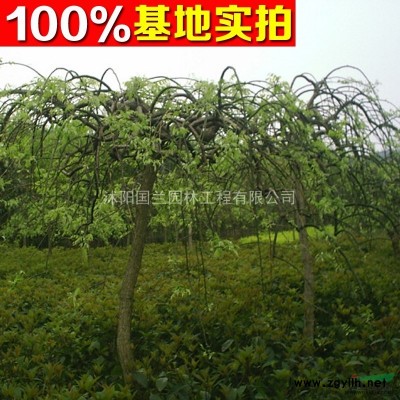 40cm-50cm连翘工程苗连翘基地直供连翘绿化小苗