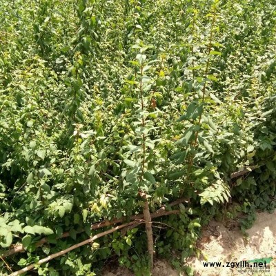 1年药用连翘苗，2年连翘苗价格，50公分连翘苗价格