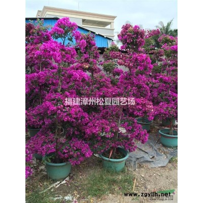 福建金叶假连翘小袋苗批发，漳州金边假连翘小苗的价格