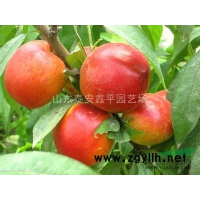 连翘 出售30-60公分的连翘苗 绿化苗木