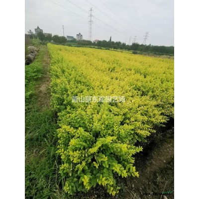 优质特价浙江红叶石楠小毛球 萧山红叶石楠毛球 产地直销