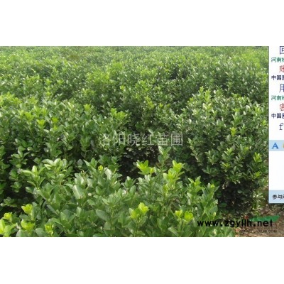 洛阳红叶石楠球柱