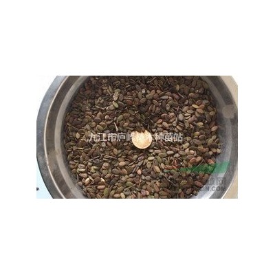 江西红叶石楠球/红叶石楠小苗/红叶石楠种子