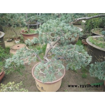 红叶石楠小杯苗批发-红叶石楠小杯苗价格-石楠小杯苗图片-石楠