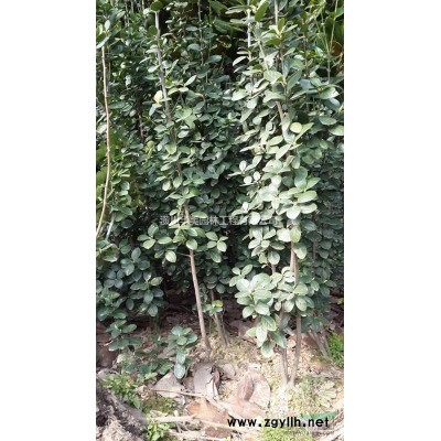 红石楠苗价格，1-2米高红叶石楠价格，河南红叶石楠产地报价