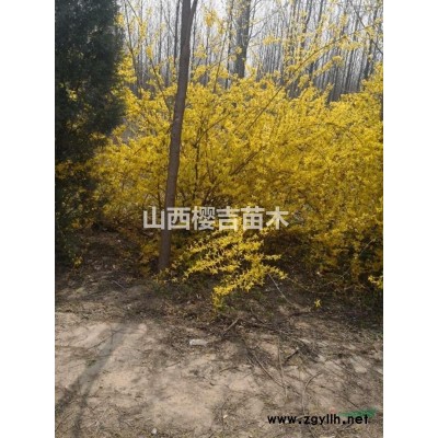 华北连翘苗，药用连翘苗，高产连翘苗，