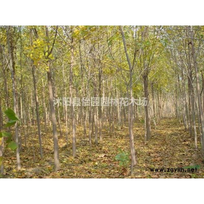 供应连翘 金叶连翘 金钟连翘 迎春花 丛生连翘