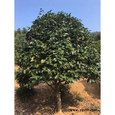 黄刺梅、连翘、金银木、红叶碧桃、绿叶碧桃、榆叶梅、美人梅、紫叶李、紫叶矮樱