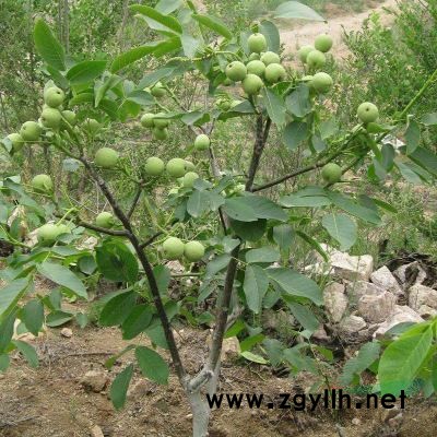 1年连翘苗产地价格