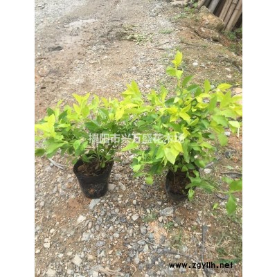 出售3-7斤袋毛杜鹃、九里香、金边连翘、满天星