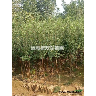 1年连翘苗！！！1年药用连翘苗价格？？1年连翘苗多少钱一棵？