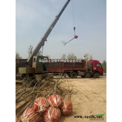 山西连翘苗价格，山西连翘苗种植基地，连翘苗前景