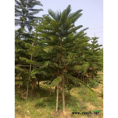 福建银边假连翘/福建银边假连翘供应/出售福建银边假连翘