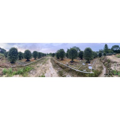 桂林地区供应红叶石楠毛球布袋苗高速公路绿篱苗高度1-2米。