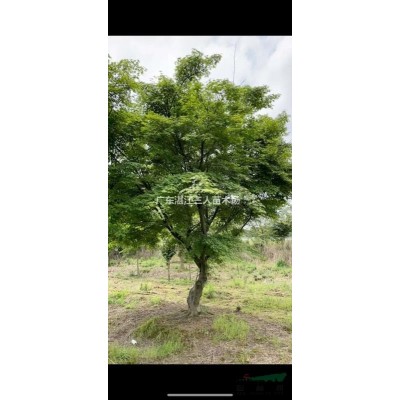 15分高杆红叶石楠