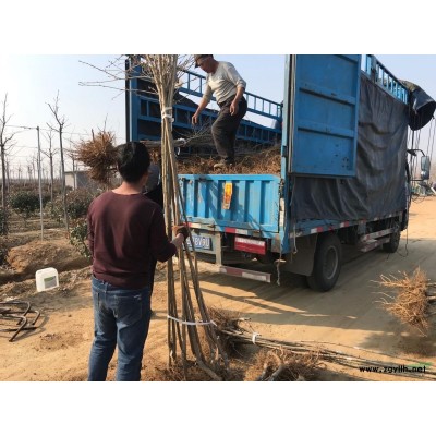 樱花，樱花苗，红叶石楠实球图1