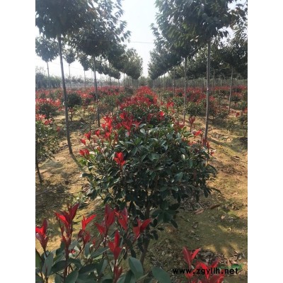 樱花，樱花苗，红叶石楠实球图2