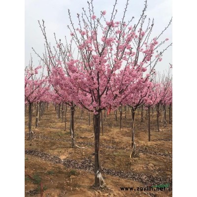 樱花，樱花苗，红叶石楠实球图3
