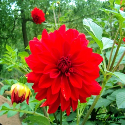 河边水旁多植抗旱耐涝的垂柳 金叶连翘观赏性好