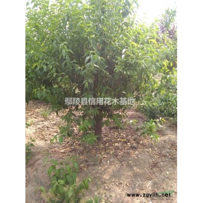 茐兰，连翘多头，1，8元