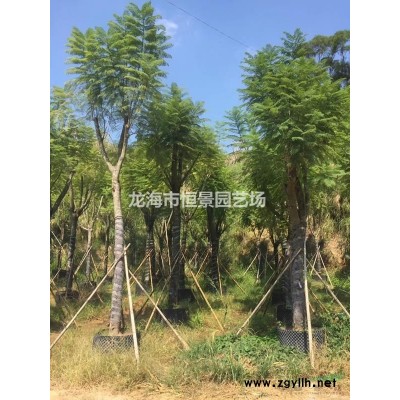 质量高价格低的 金边假连翘长乐市有没有