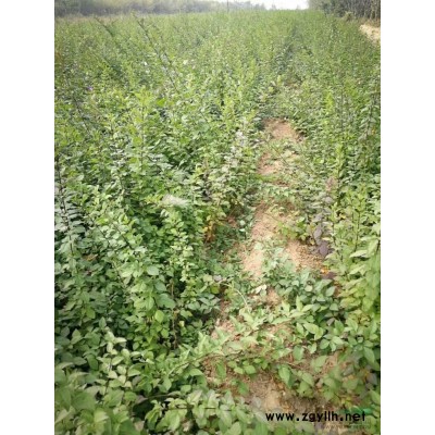 连翘苗(药用连翘)