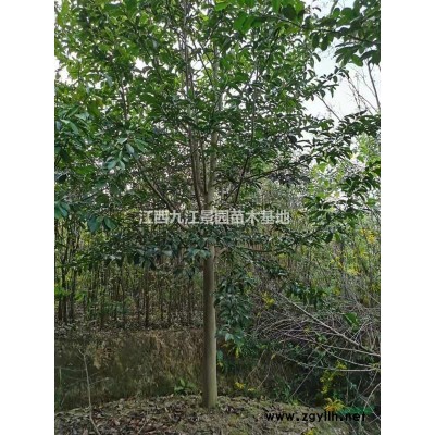 大量供应红叶石楠柱