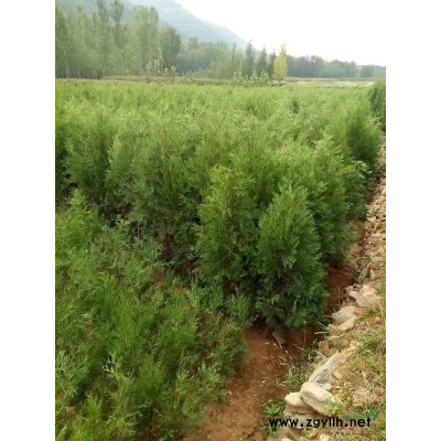 石家庄地区供应0.3公分以上连翘苗，花椒苗，山桃苗，山杏苗。图2