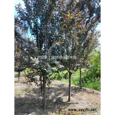 高杆红叶石楠价格 大小高杆红叶石楠基地 高杆红叶石楠批发