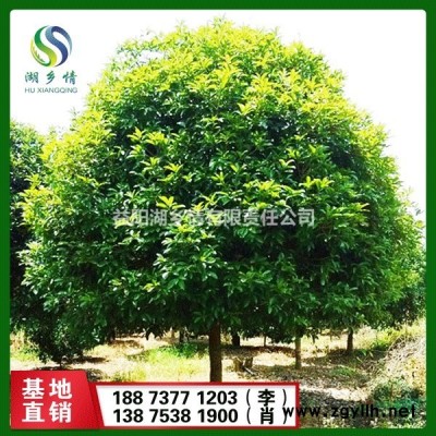 石楠  红叶石楠  石楠基地  石楠直销  石楠花