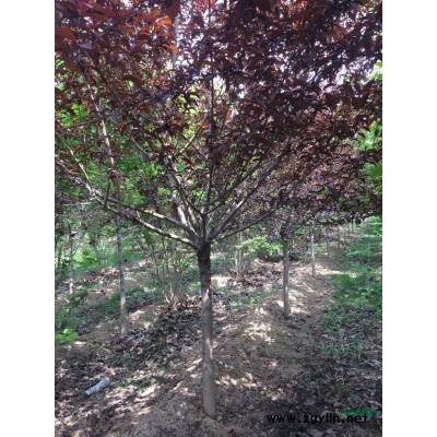 独干红叶石楠8～10公分红叶碧桃6～10公分