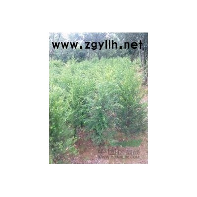 供应11公分红叶石楠，12公分高杆红叶石楠，江西红叶石楠报价