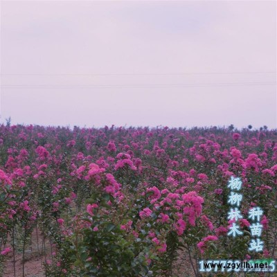 红叶石楠  红叶石楠小苗  江西红叶石楠  九江红叶石楠小苗