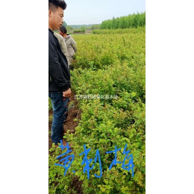 江苏供应苏北地区大量供应红叶石楠杯苗/红叶石楠大杯苗/红叶石楠成活率99%规格*