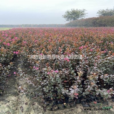 红豆杉种子桂花种子红枫种子蓝花楹等种子