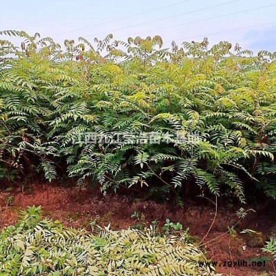 大小规格连翘小苗 九江连翘小苗基地