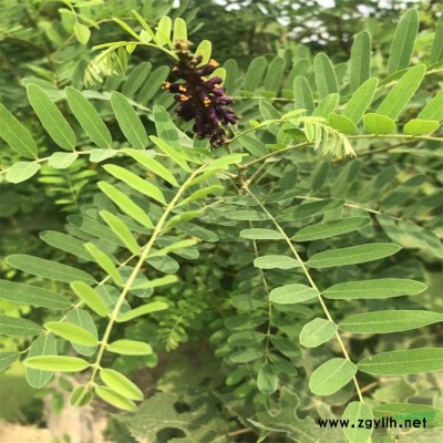 10-40厘米高红叶石楠 金叶女贞 红叶小檗 红瑞木等代办托运