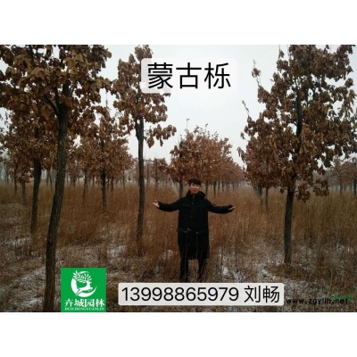 出售东北连翘小苗，连翘播种小苗，辽宁东北连翘播种小苗